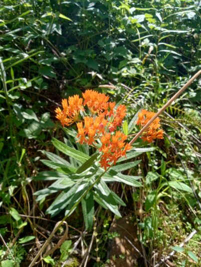 IMG_20250713_141126606_HDR