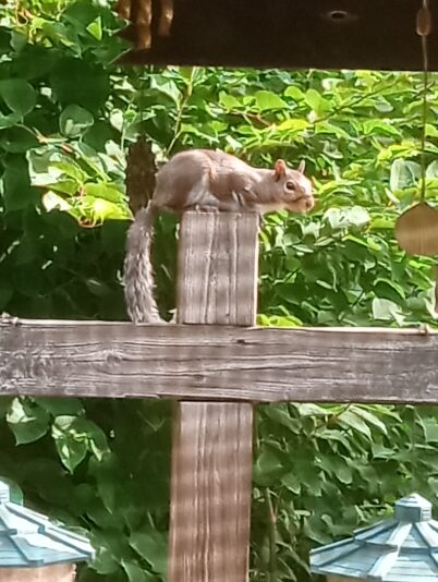 IMG_20250730_092346114