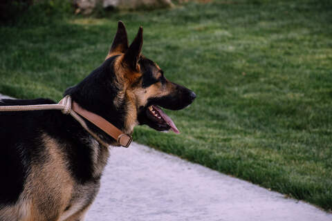 Profile photo of SinnohChanter