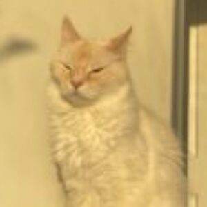 Profile photo of Megabito