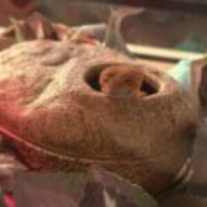 Profile photo of DragonLove