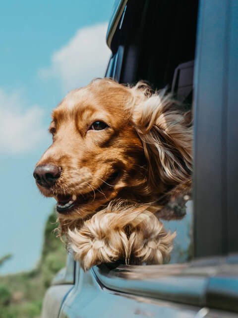 Profile photo of CritPaladinDrop